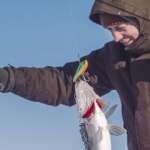 Blue Orange and Red Fish Decide the Bonus in an Arctic Game Show